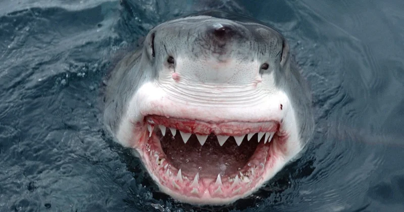 Akdeniz’de sessiz felaket! Denizlerin en korkulan avcısı yok oluyor Sözcü Gazetesi