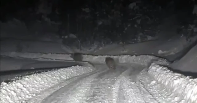 Kardan kapanan yolda çalışma yapan ekipler, 4 ayıyla karşılaştı Çankırı Haberleri