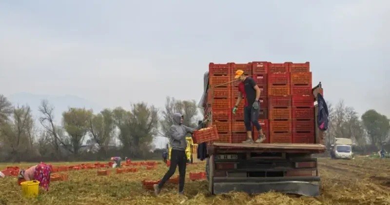 Ödemiş Ovası nda hasat başladı! Gün doğumuyla start veriliyor!