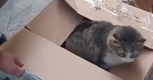 Esenyurt taki zincir market çalışanları mağazaya giren kediyi koliyle paketleyip sokağa attı VİDEO İZLE